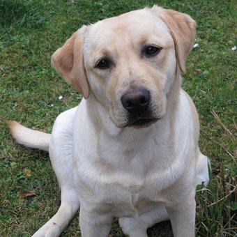 Hond, Puppy, Huisdieren, Weergave