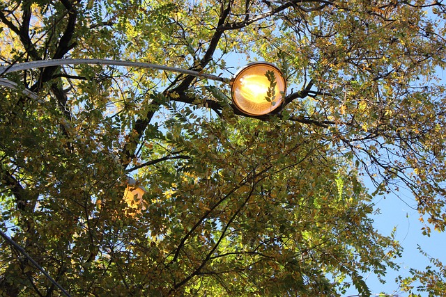 Free Trees Sky photo and picture