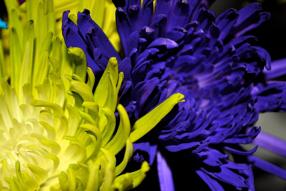 Flowers macro floral free photo on pixabay