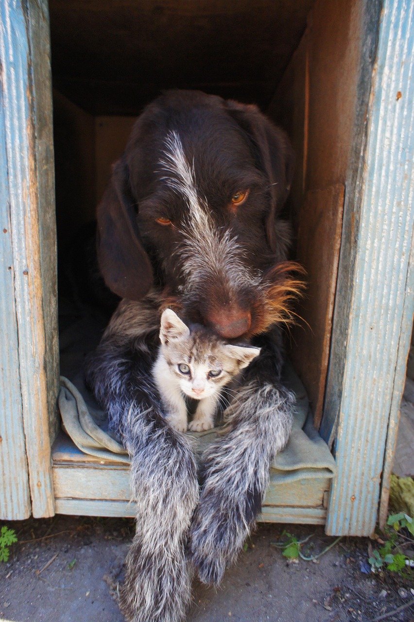 Dog And Cat Animals Free photo on Pixabay