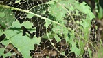 detail, sheet, caterpillar