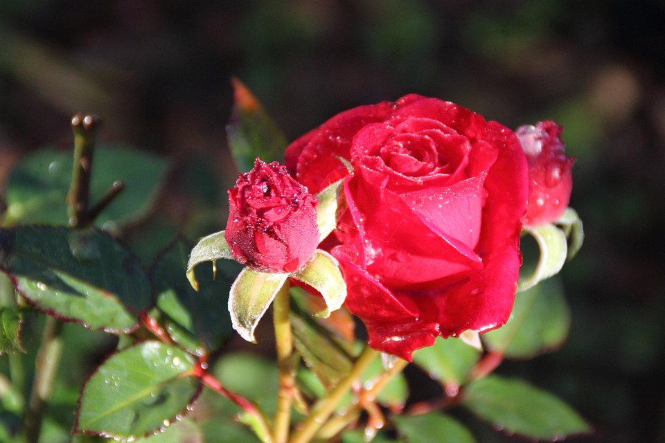 Free photo Rose, Dew, Winter, Cold Free Image on Pixabay 211981