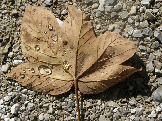 Free Leaf Nature photo and picture