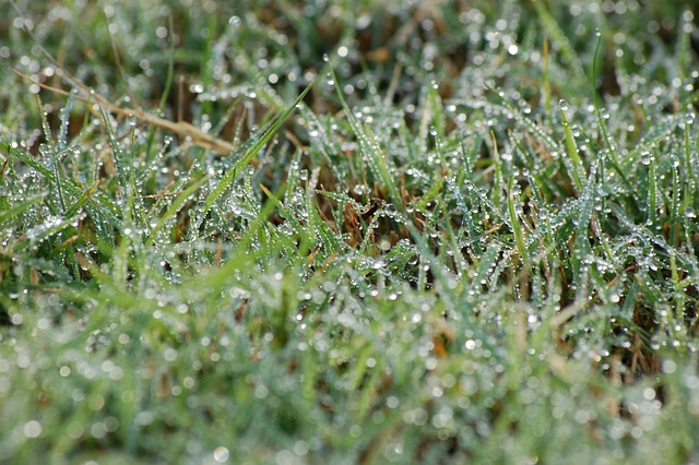 Free Green Wet photo and picture