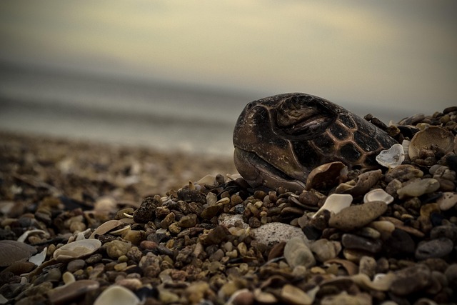 Free Turtle Animals photo and picture