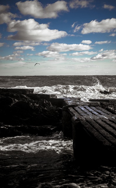 Free Sea Darling photo and picture