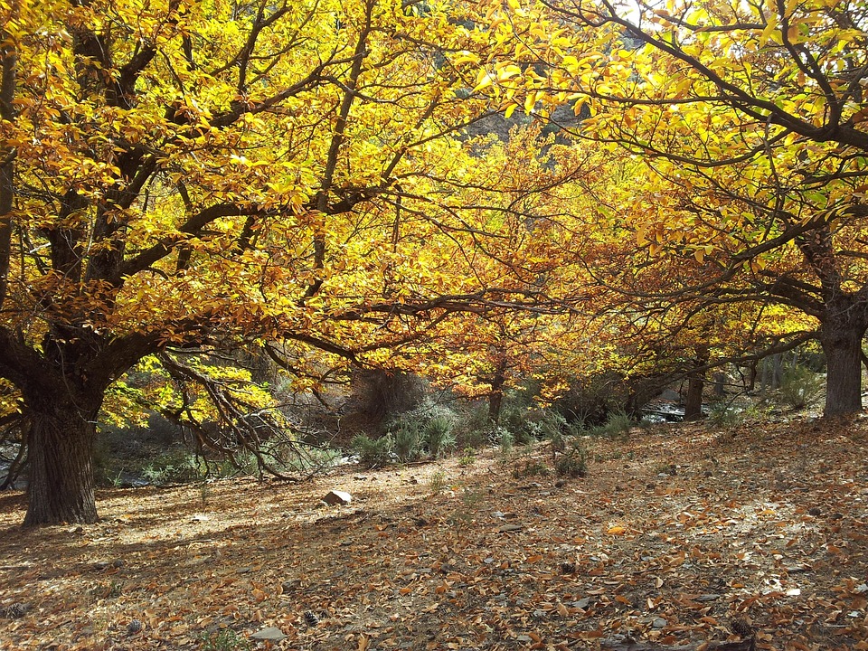 Castaño Otoño Naturaleza Hojas De - Foto gratis en Pixabay