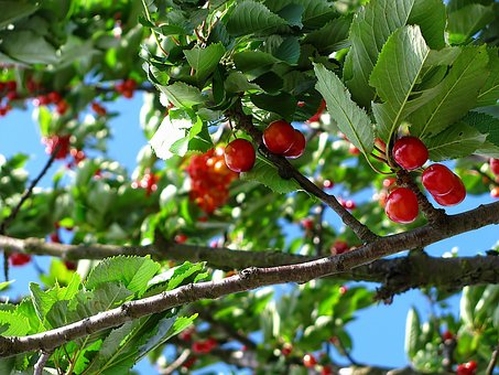 Free Cherry Fruit photo and picture