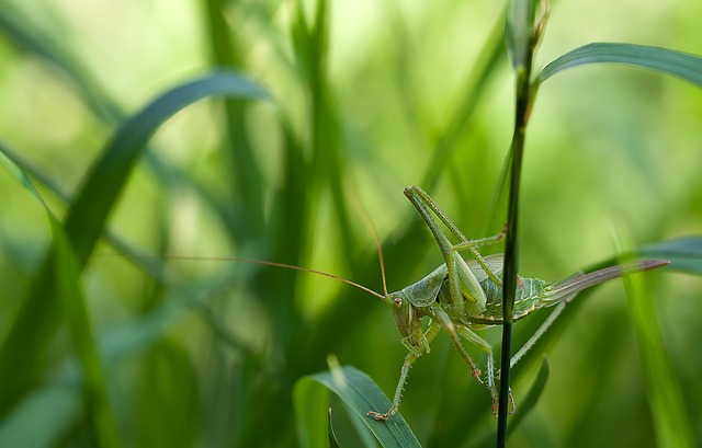 Download free HD stock image of Insects Nature Free Insects Nature photo and picture