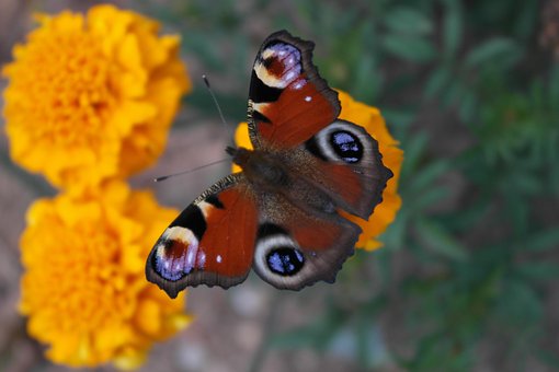 Free Butterfly Color photo and picture