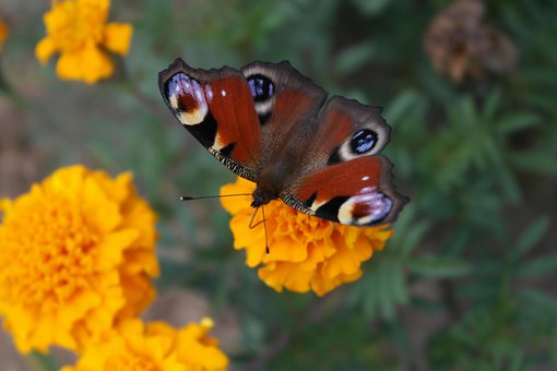 Free Butterfly Beautiful Flowers photo and picture