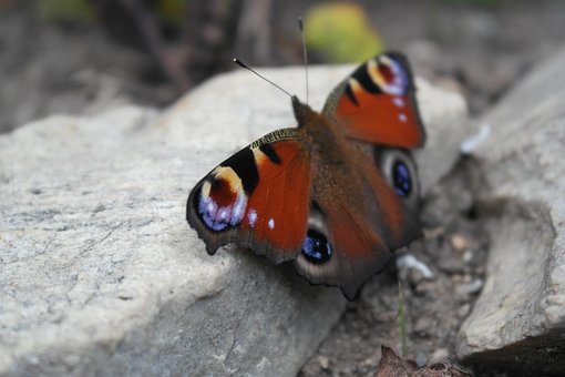 Free Butterfly Insect photo and picture