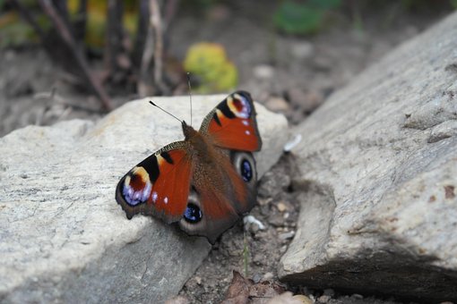 Free Butterfly Insect photo and picture
