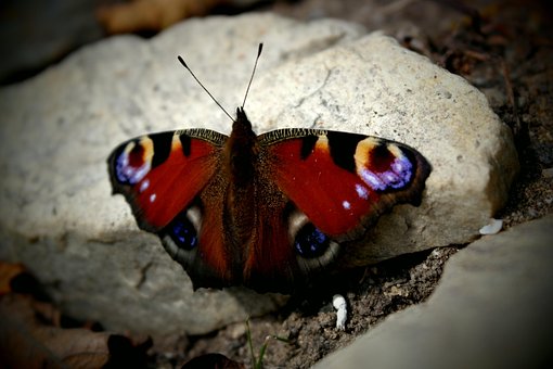 Free Butterfly Wings photo and picture