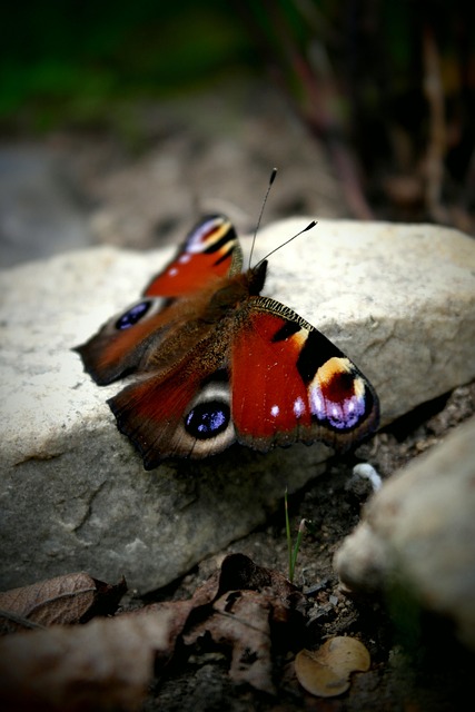 Free Butterfly Wings photo and picture