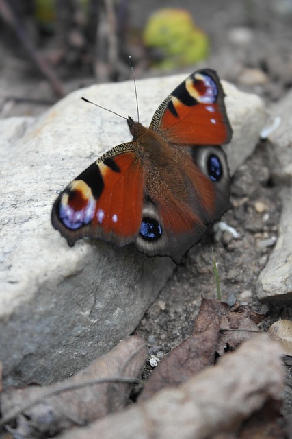 Free Wings Butterfly photo and picture