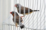 finches, birds, evolution