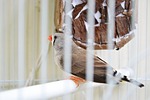 finches, birds, evolution