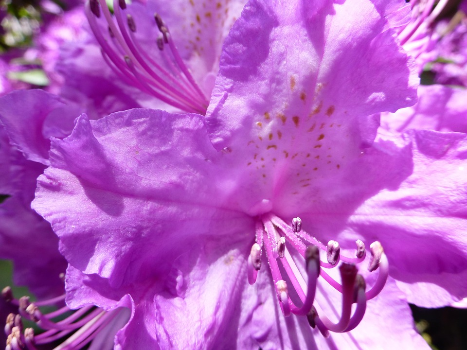 Fleur Rhododendron Le - Photo gratuite sur Pixabay - Pixabay