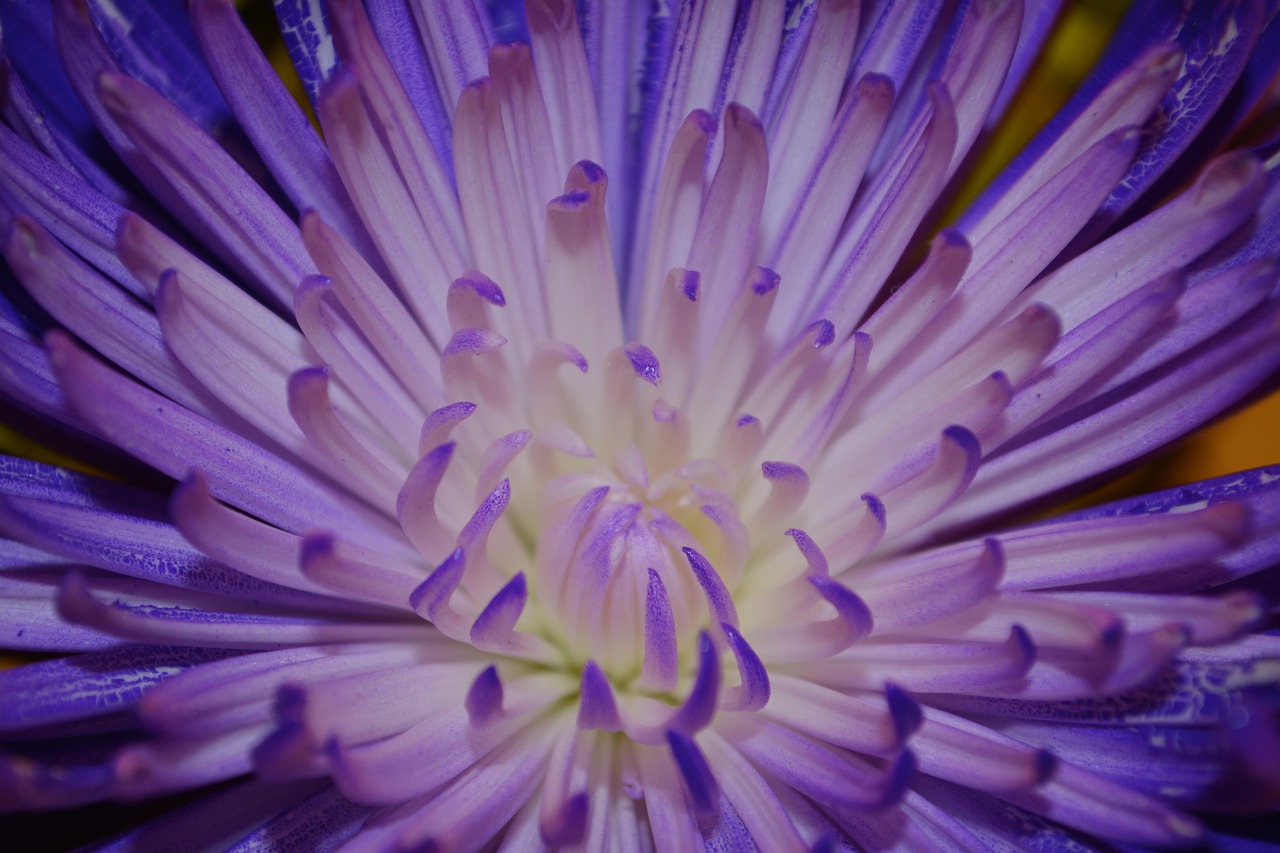 Flower Petals Colorful Free photo on Pixabay Pixabay