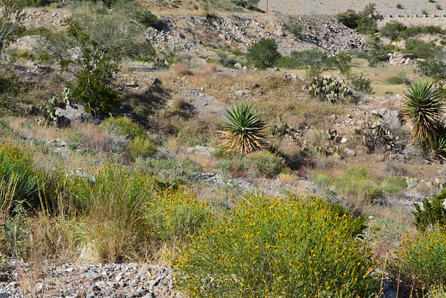 Free Desert Plants photo and picture
