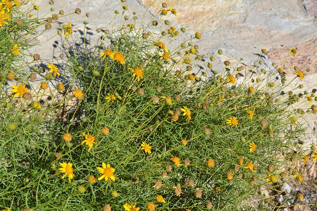 Free Daisy Floral photo and picture