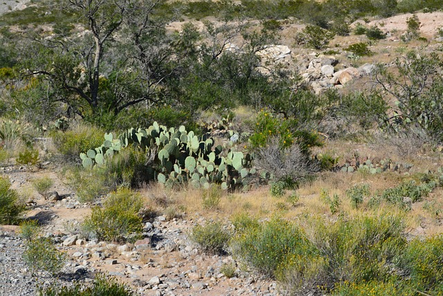 Free Cactus Desert photo and picture