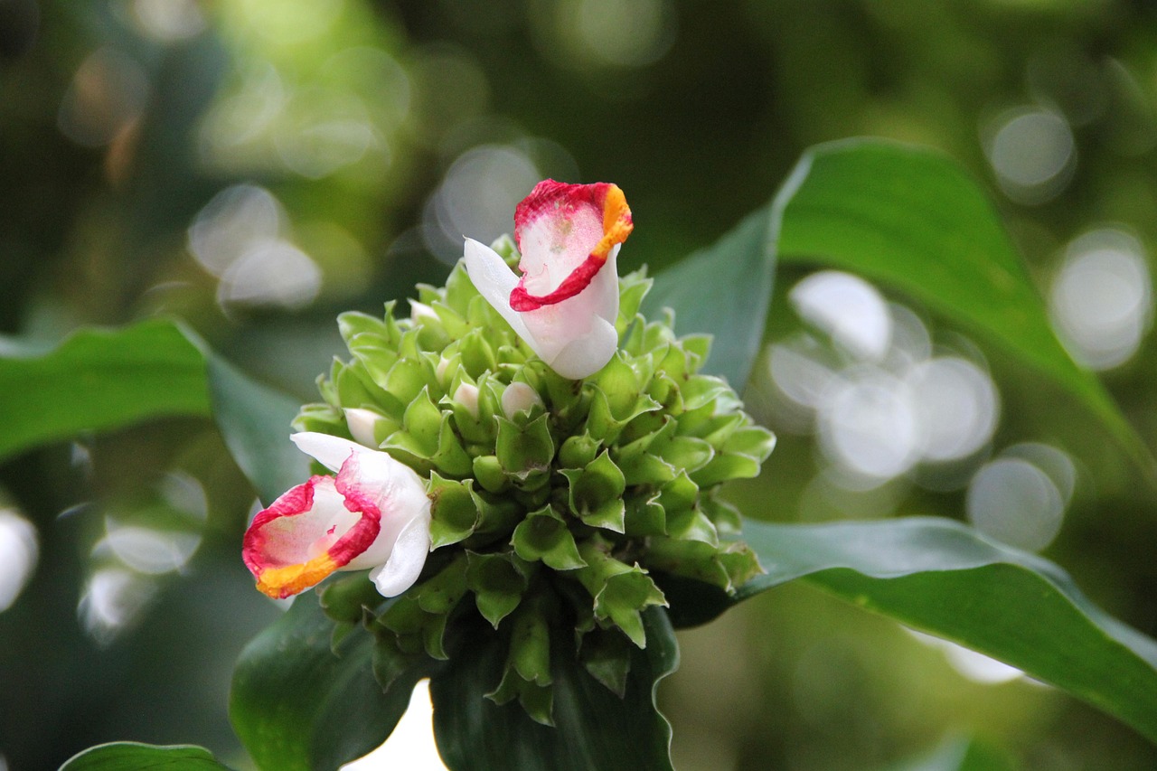 flower-213835_1280.jpg