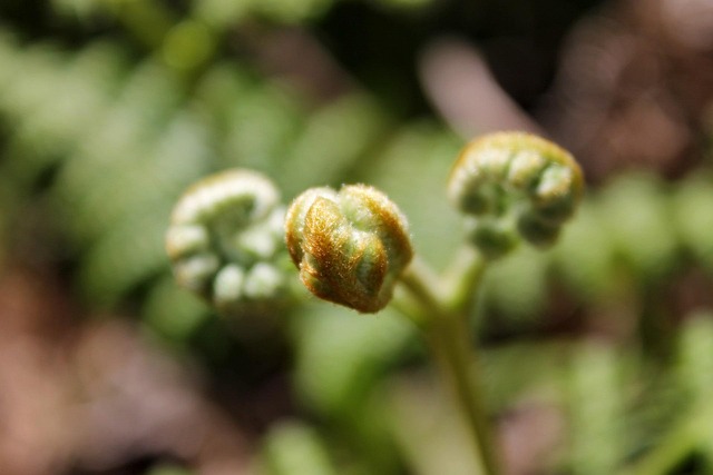 Nærbilde Vill Plante Anlegg - Gratis foto på Pixabay - Pixabay