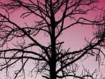 tree, nature, dead