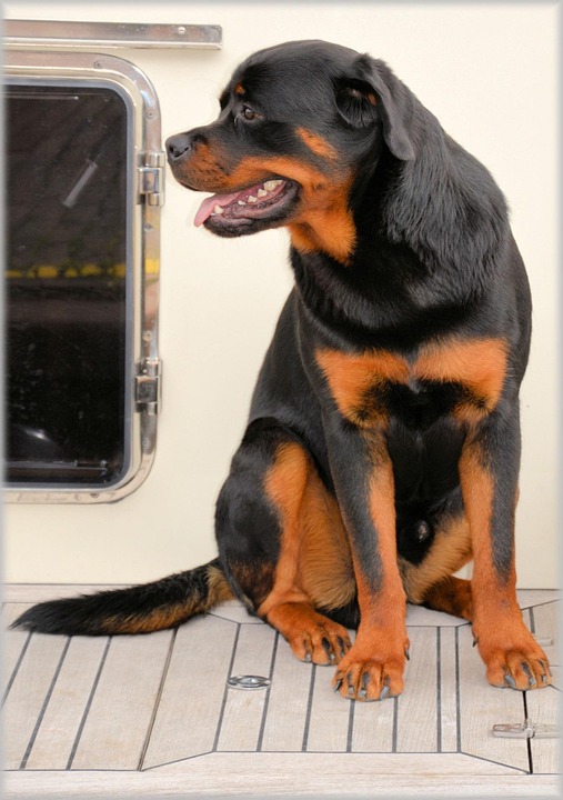 犬 ペット オランダ Pixabayの無料写真
