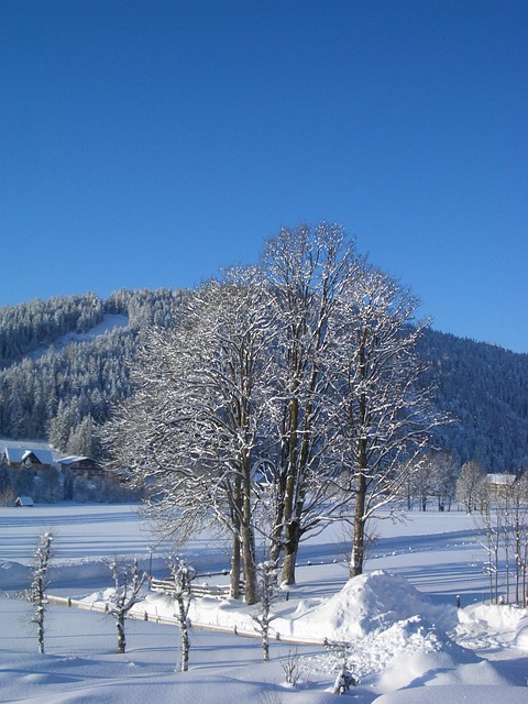 Free Winter Tree photo and picture