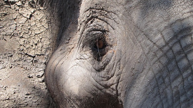 Free Elephant Eye photo and picture