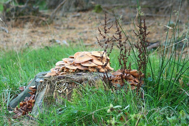 Outubro, Natureza, Cair, Floresta