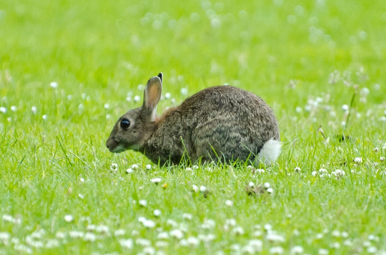 Free Rabbit Mammal photo and picture