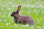 rabbit, mammal, green