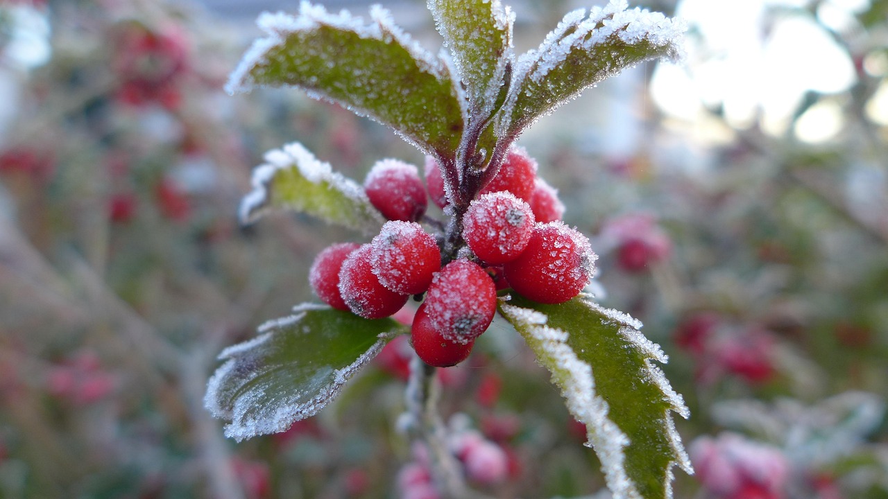 Late Autumn Ripe Hoarfrost - Free photo on Pixabay - Pixabay