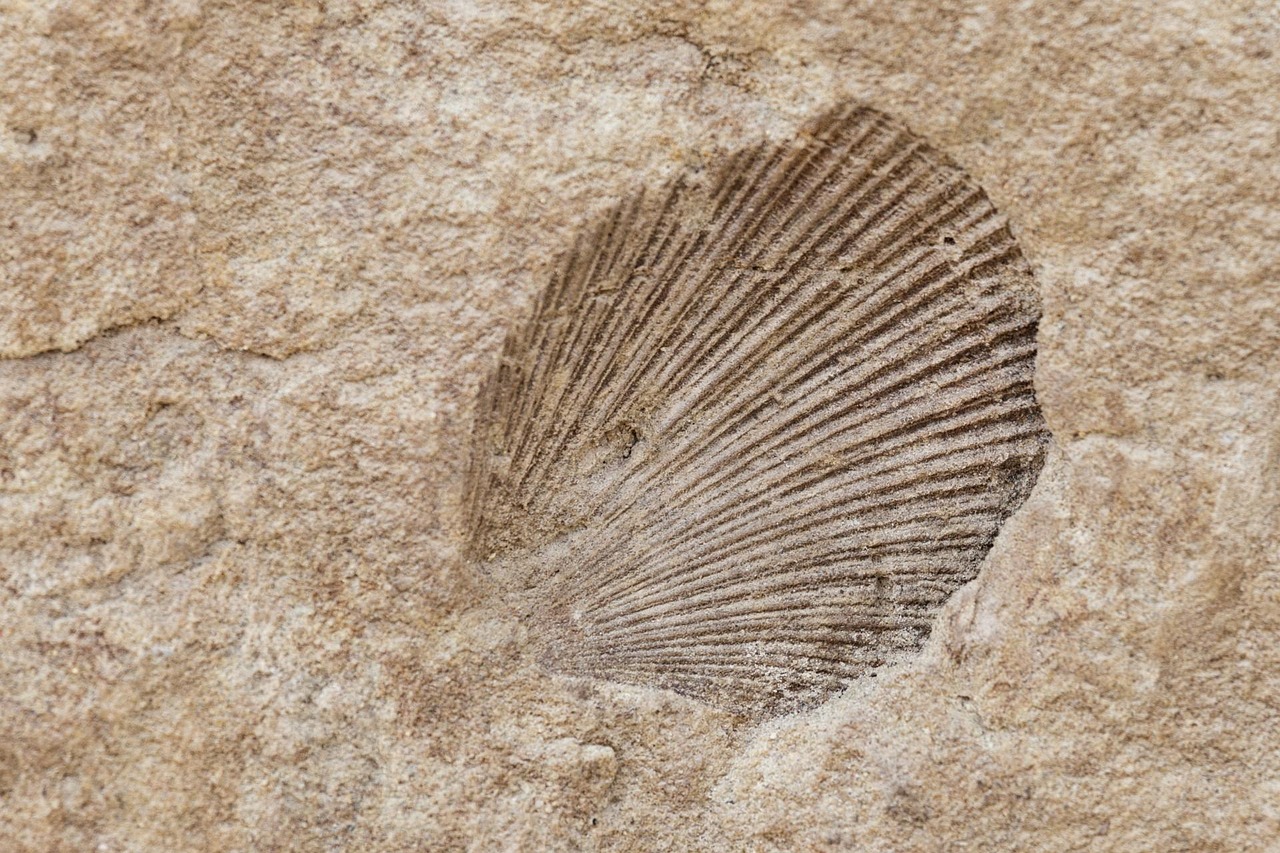 Shell Fossil Building Shell Fossil Old - Free photo on Pixabay