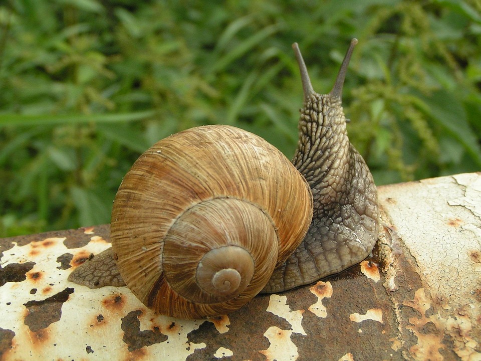 foto gratis siput melingkar kerang spiral gambar foto gratis siput melingkar kerang spiral gambar