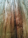 wooden, trunks, bark