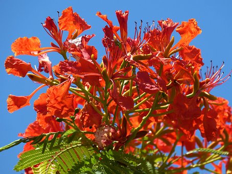 Tree, Nature, Flowers, Garden, Spring