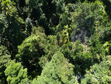 Forest, Rainforest, Green, Flora