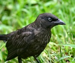 blackbird, euphagus cyanocephalus, brewers blackbird