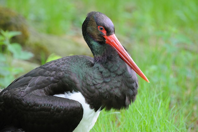 Free Water Bird Feathered photo and picture