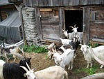 goats, many, white