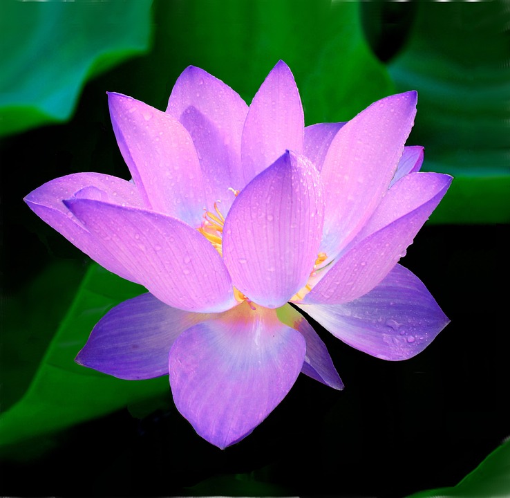 Lotus Flower Nymphaea Caerulea Free Photo On Pixabay