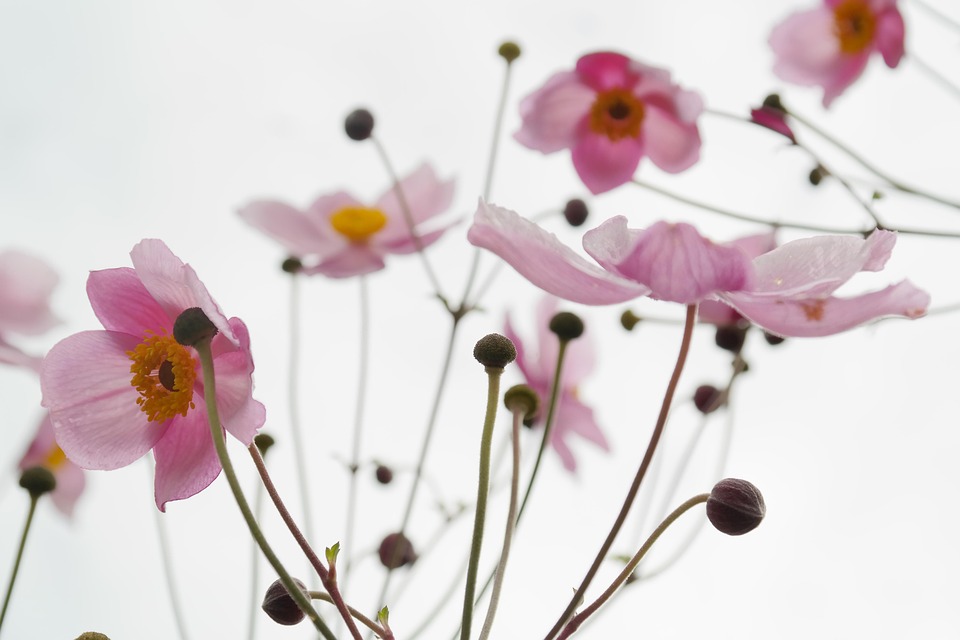 Blomma, Bloom, Rosa, Höst Anemone, Anemone Hupehensis