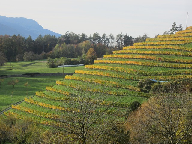 Free Vineyard Fall photo and picture