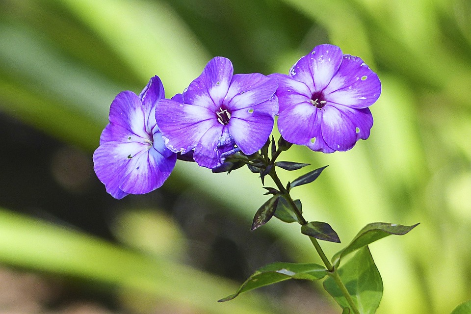 Purple Flowers CloseUp · Free photo on Pixabay