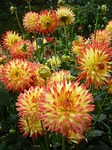 as lien, flowers